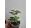 Хойя  белла або прекрасна варієгатна (Hoya lanceolata ssp. bella cv. Albomarginata)